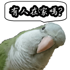 Cute parrots like to chat! (Chinese)