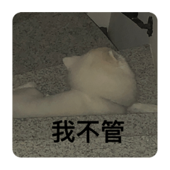 小白可愛日常