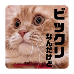 Mofumofu cat fortune stamp 2