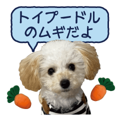 Toy Poodle Mugi-chan's Daily life.