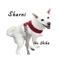 Sharni the Shiba