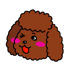 Toy Poodle Chao