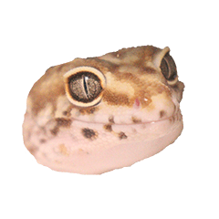 Ari-chan the Leopard Gecko