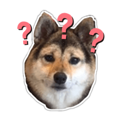 惡犬姆姆