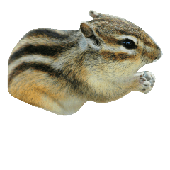 Cute Chipmunk (photo)