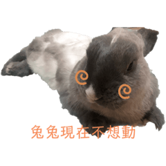 小球球可愛表情