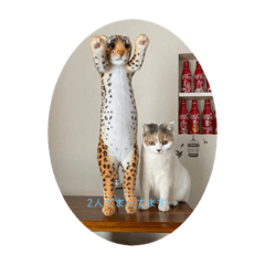 orange_20220220133732