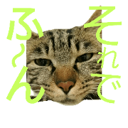 MUGI  cat