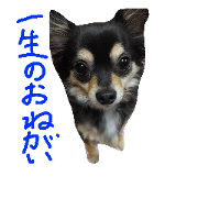 chocoto