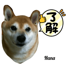 Shiba inu no Hana chan