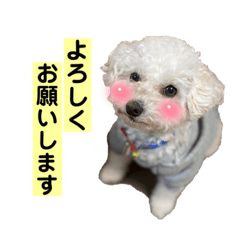 doglover chiwapuu