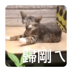 莉莉一家人2