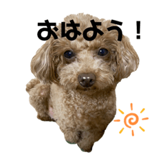 toypoodle momo_20220220173551