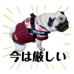pug hana_20220220201548