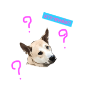 lucky_dog