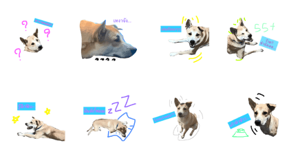lucky_dog