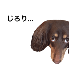 Serif of dog