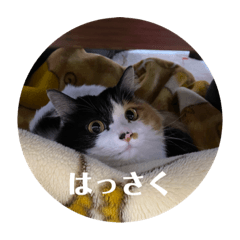 suzu_20220220202511