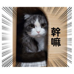 貓咪星人
