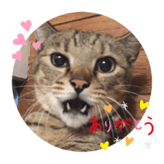 Shiho_20220220195954