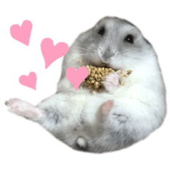 hamster_hotate