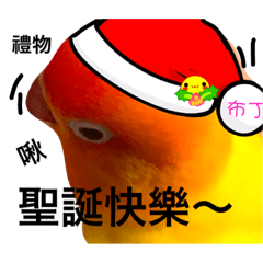 家有鳥寵布丁