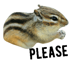 Cute Chipmunk (photo with English words)