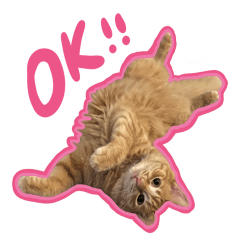 超级可爱的橙色小猫