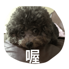 傻眼狗狗