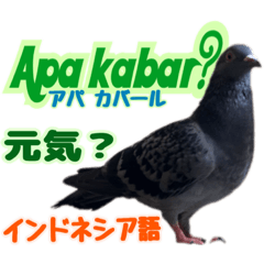 다언어로 인사를 하는 비둘기 스티커