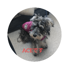 ACE's Stanp 1
