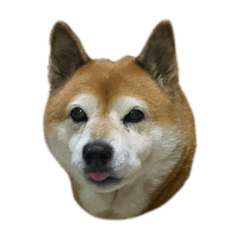 Poly_shibainu