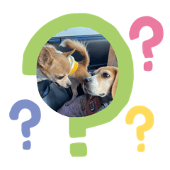 shiho_20220222123645