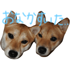 shiba_MOKAKO