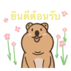 The happiest quokka_Thailand