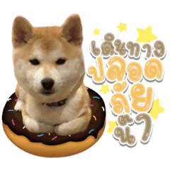Somsuan The Shiba Inu