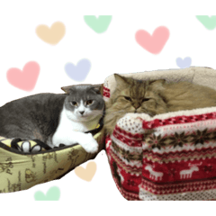 ayumi_20220222215711