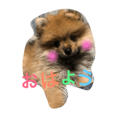 pooonta