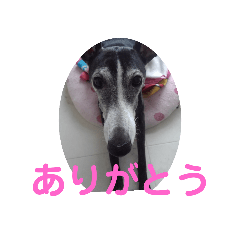 Cherry_20220222161100