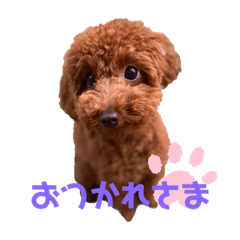 my dog Under 1 year old