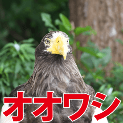 friends of the zoo(steller's sea eagle)