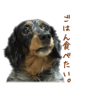 ramu dog!