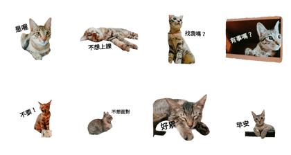 Cat.Haru