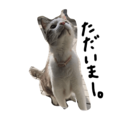 hana_papopi