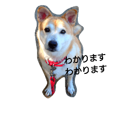 Japanerse SHIBA dog!!