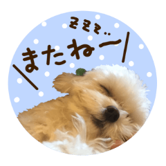 Maltese dog sticker2