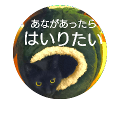 Japanese mix cat