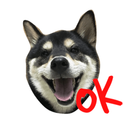 Shiba Aniki