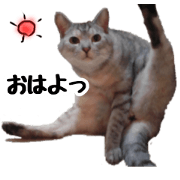 Cats every day.
