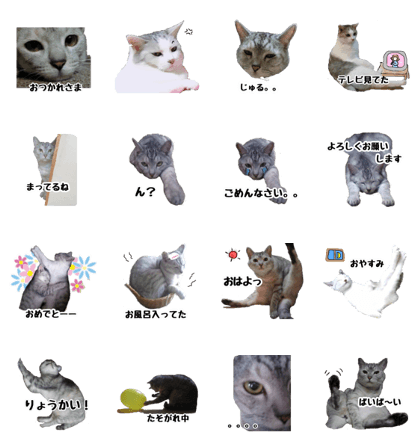 Cats every day.